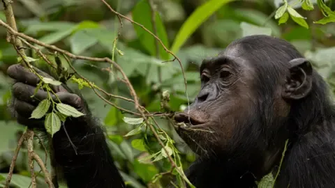 Wild Chimps Consuming a Daily Dose of an Alcoholic Beverage Each Day from Fermented Fruits, Research Reveals