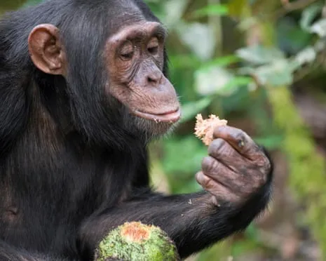 Apes Ingest Daily Alcohol Comparable to a Beer from Ripe Figs